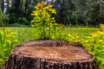 Rosales Landscaping | Stump Removal | Tucson, Arizona