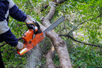 Rosales Landscaping | Tree Trimming | Tucson, Arizona